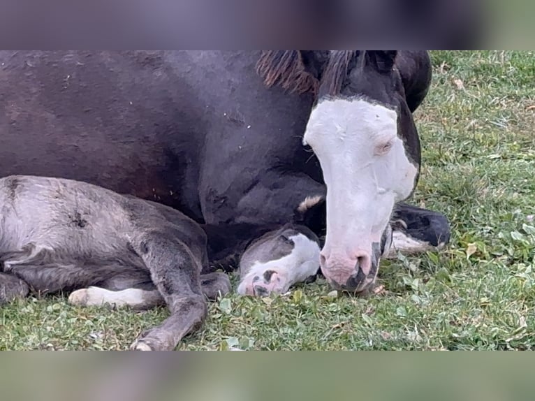 American Paint Horse Stallion Foal (10/2025) 15,1 hh Overo-all-colors in Opi