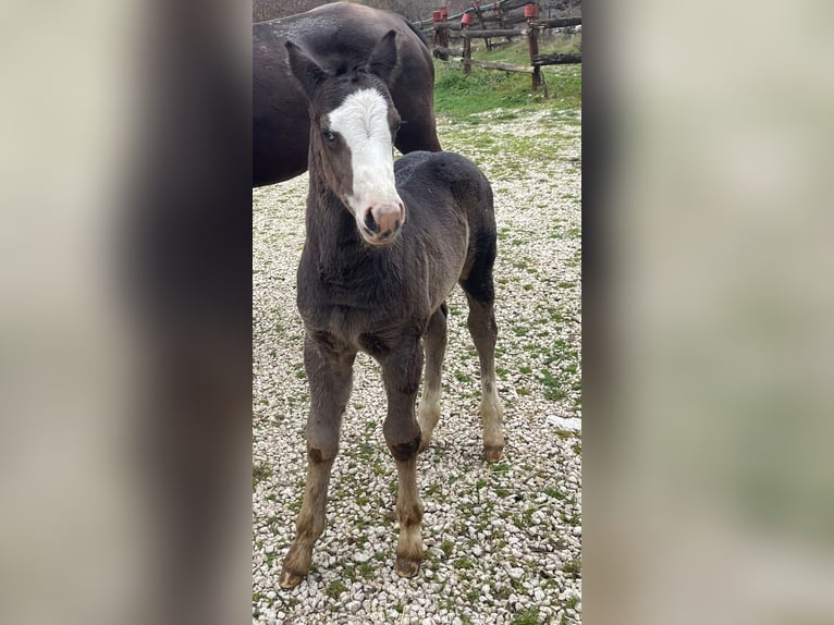 American Paint Horse Stallion Foal (10/2025) 15,1 hh Overo-all-colors in Opi