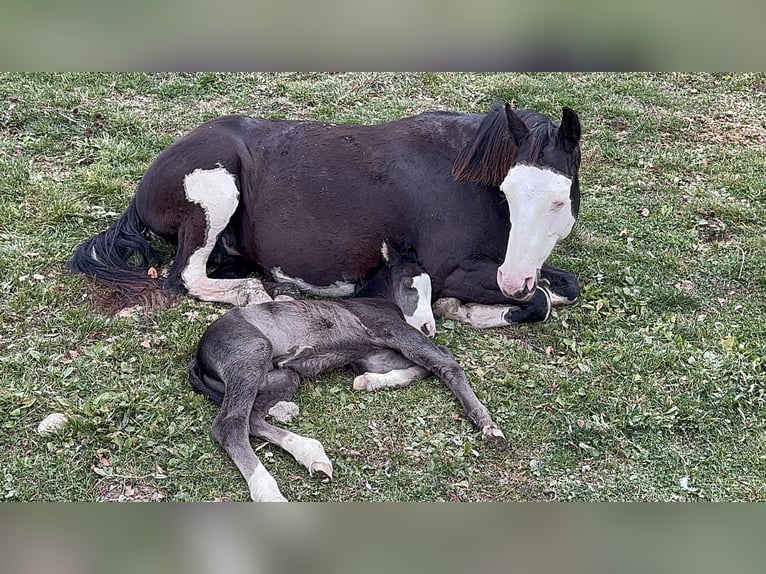 American Paint Horse Stallion Foal (10/2025) 15,1 hh Overo-all-colors in Opi