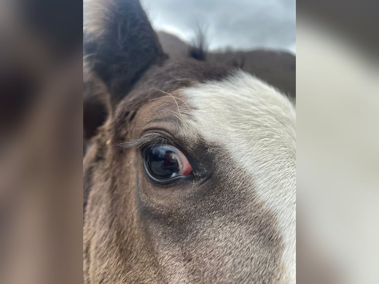 American Paint Horse Stallion Foal (10/2025) 15,1 hh Overo-all-colors in Opi