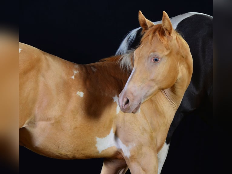 American Paint Horse Stallion Foal (02/2025) 15,1 hh Pinto in Schwindegg