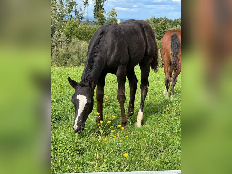American Paint Horse Stallion Foal (06/2025) 15,2 hh Black in Rohrdorf