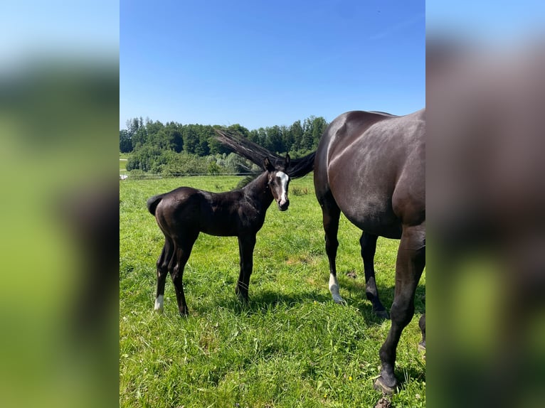 American Paint Horse Stallion Foal (06/2025) 15,2 hh Black in Rohrdorf
