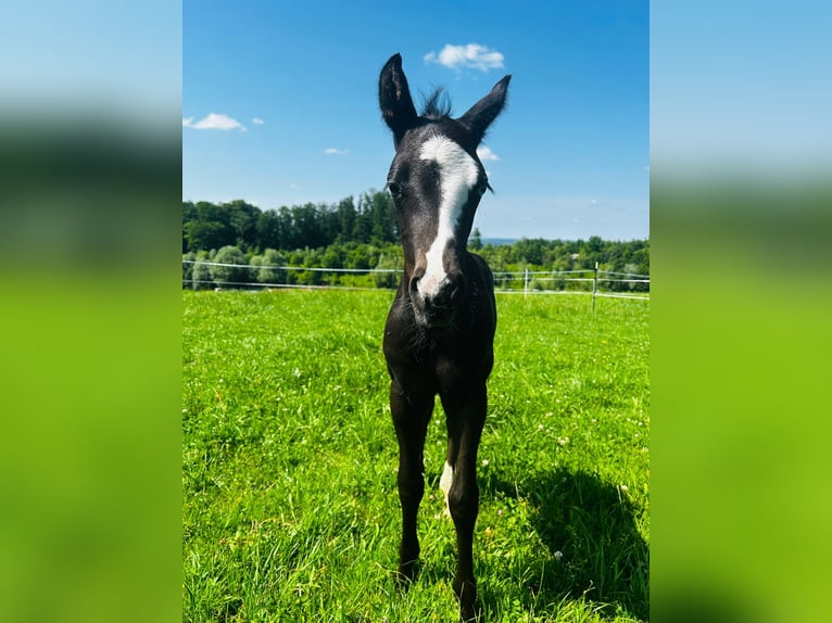American Paint Horse Stallion Foal (06/2025) 15,2 hh Black in Rohrdorf