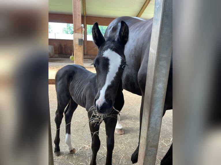 American Paint Horse Stallion Foal (06/2025) 15,2 hh Black in Rohrdorf