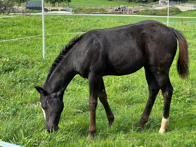 American Paint Horse Stallion Foal (06/2025) 15,2 hh Black in Rohrdorf