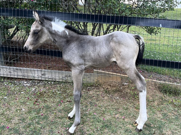 American Paint Horse Stallion Foal (04/2026) 16 hh Buckskin in Cartersville Georgia
