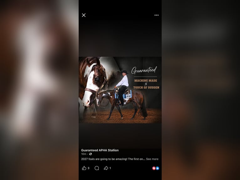 American Paint Horse Stallion Foal (04/2026) 16 hh Buckskin in Cartersville Georgia