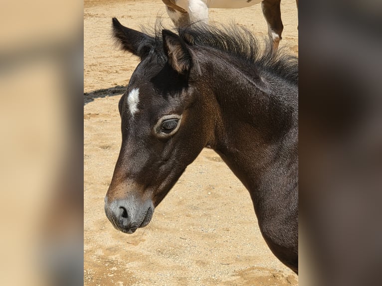 American Paint Horse Stallion Foal (06/2026) Can be white in Ellgau