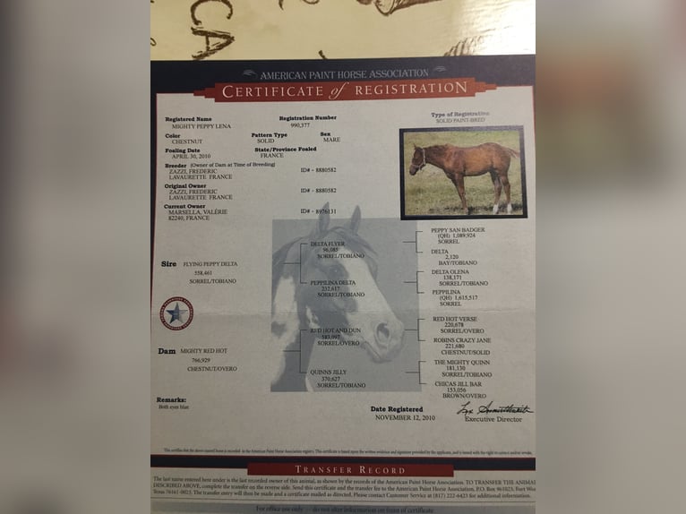 American Paint Horse Stallion Foal (05/2025) Chestnut-Red in Incisa Scapaccino