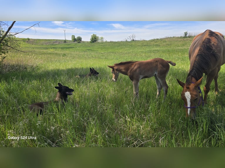 American Paint Horse Stallion Foal (04/2026) Chestnut-Red in Chbany