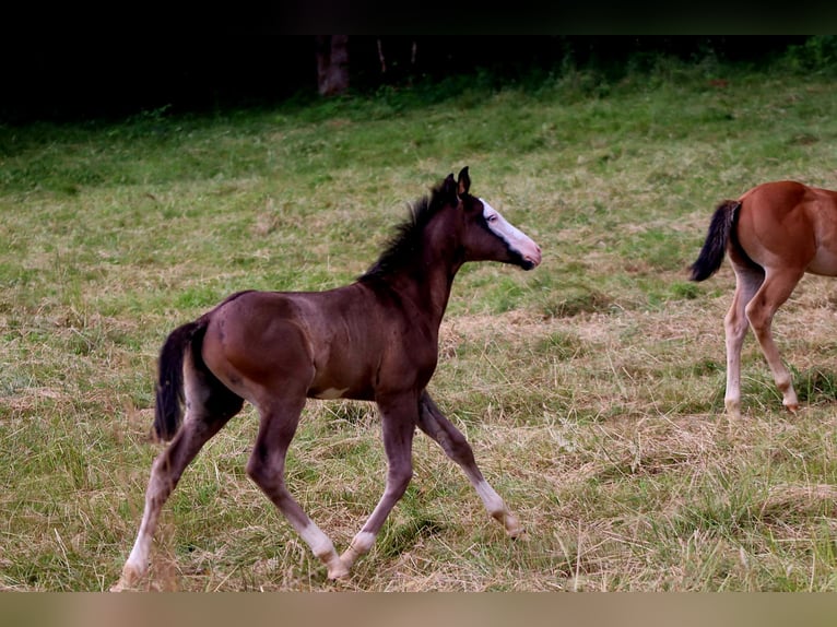 American Paint Horse Stallion Foal (01/2026) Overo-all-colors in Landorthe
