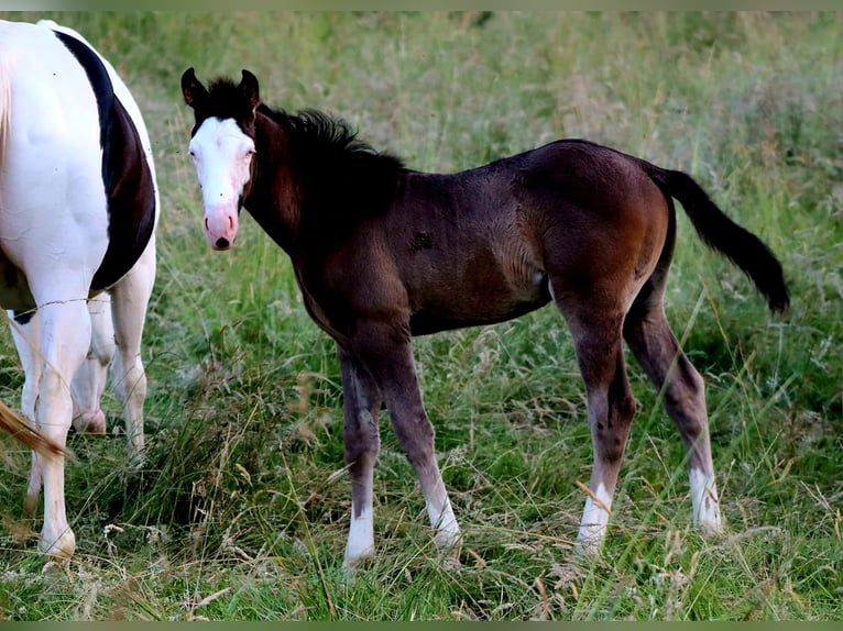 American Paint Horse Stallion Foal (01/2026) Overo-all-colors in Landorthe