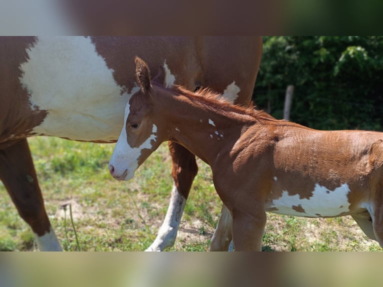American Paint Horse Stallion Foal (05/2026) Overo-all-colors in Slovakia