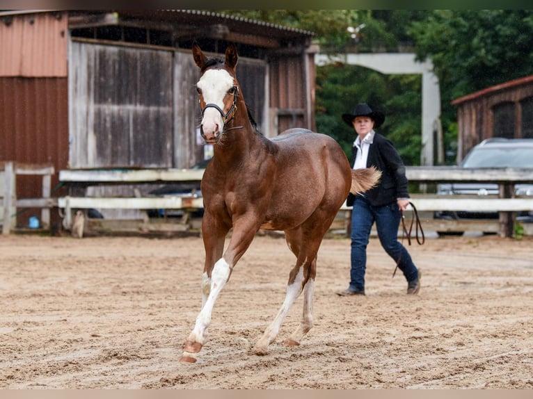 American Paint Horse Stallion Foal (04/2025) Overo-all-colors in Ellgau