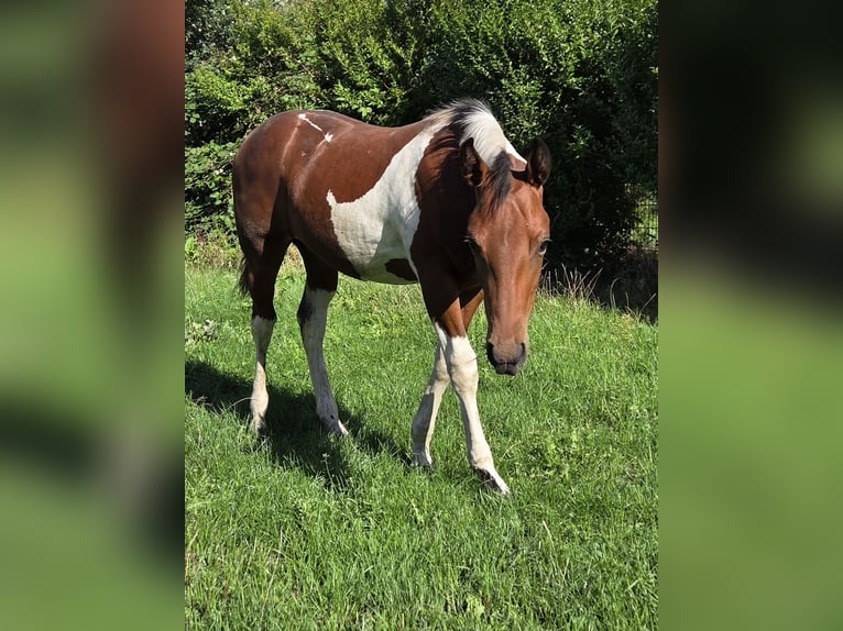 American Paint Horse Mix Stallion Foal (03/2026) Tobiano-all-colors in Essen