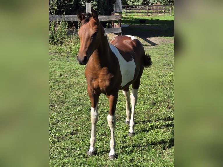 American Paint Horse Mix Stallion Foal (03/2026) Tobiano-all-colors in Essen
