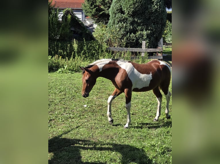 American Paint Horse Mix Stallion Foal (03/2026) Tobiano-all-colors in Essen