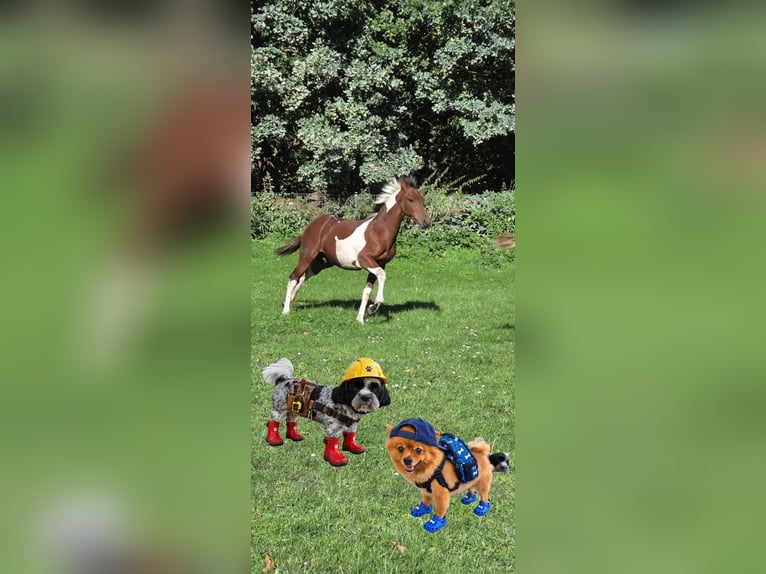 American Paint Horse Mix Stallion Foal (03/2026) Tobiano-all-colors in Essen