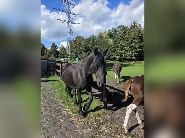 American Paint Horse Mix Stallion Foal (03/2026) Tobiano-all-colors in Essen