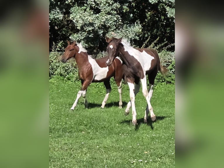 American Paint Horse Mix Stallion Foal (03/2026) Tobiano-all-colors in Essen
