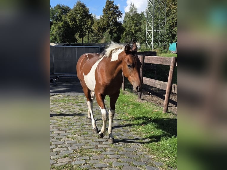 American Paint Horse Mix Stallion Foal (03/2026) Tobiano-all-colors in Essen