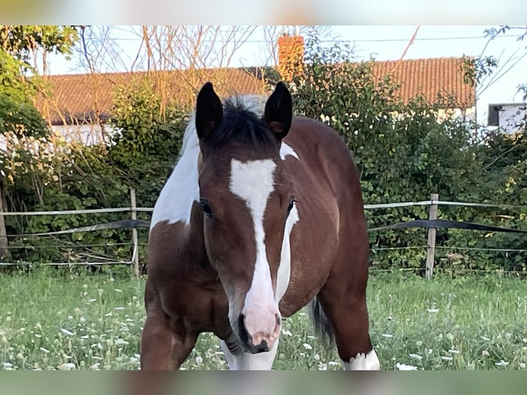 American Paint Horse Stallion Foal (05/2025) Tobiano-all-colors in Rauenberg