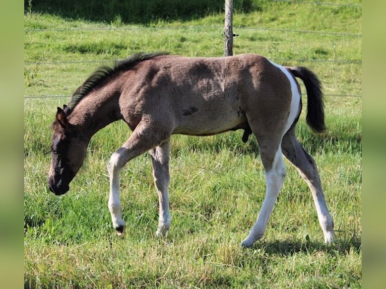 American Paint Horse Stallion Foal (04/2026) Tobiano-all-colors in Michelau im Steigerwald