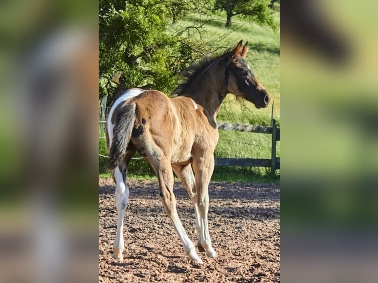 American Paint Horse Stallion Foal (04/2026) Tobiano-all-colors in Michelau im Steigerwald
