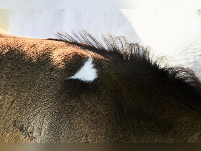 American Paint Horse Stallion Foal (04/2026) Tobiano-all-colors in Michelau im Steigerwald