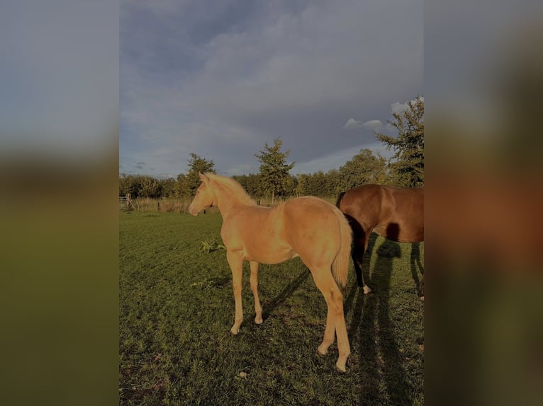 American Paint Horse Stallion Foal (05/2025) in Meerhout