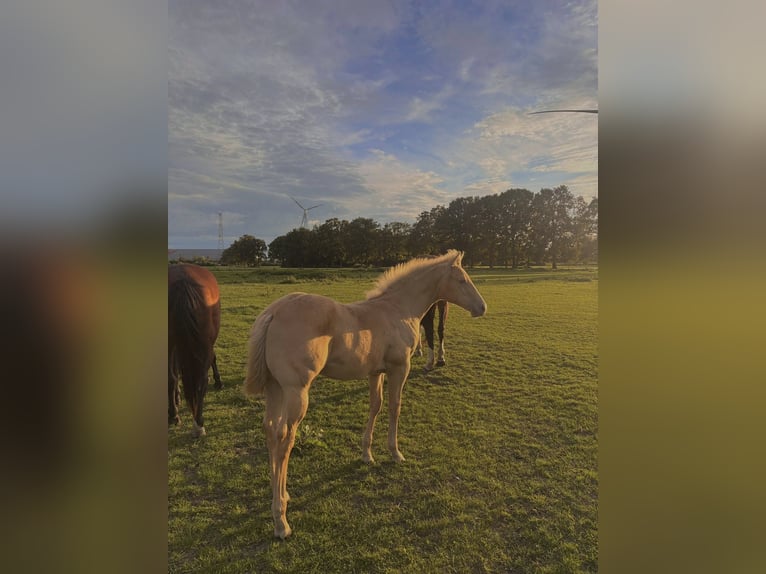 American Paint Horse Stallion Foal (05/2025) in Meerhout