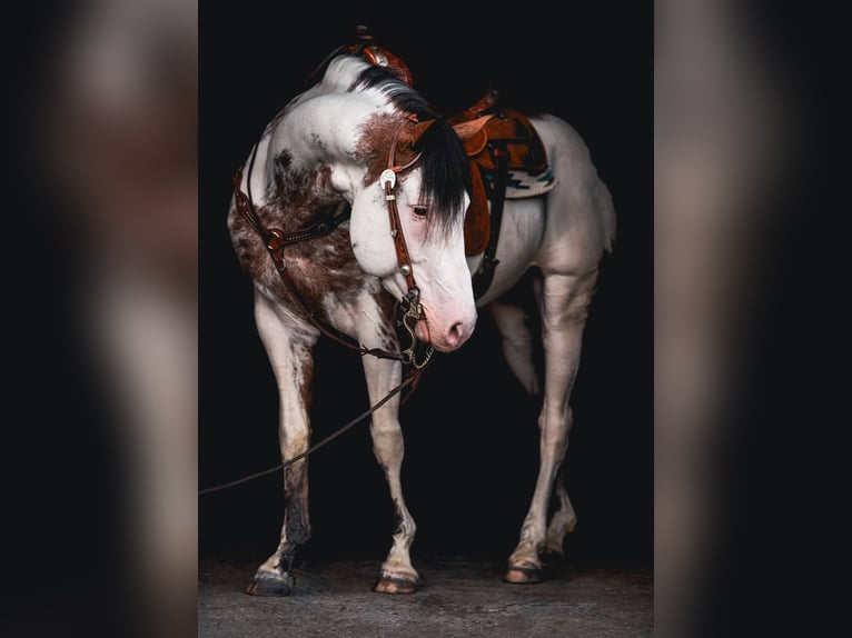 American Paint Horse Stallion Overo-all-colors in Ascheberg