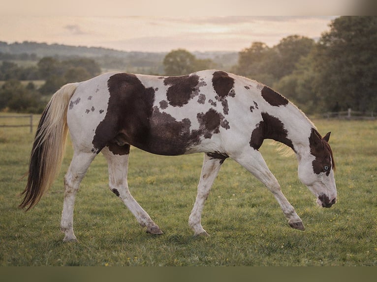 American Paint Horse Stallion Pinto in Haldenwang
