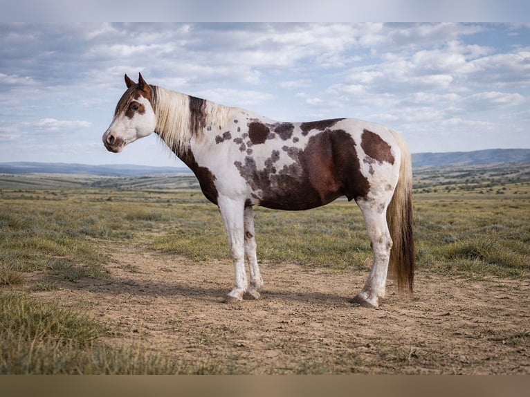 American Paint Horse Stallion Pinto in Haldenwang
