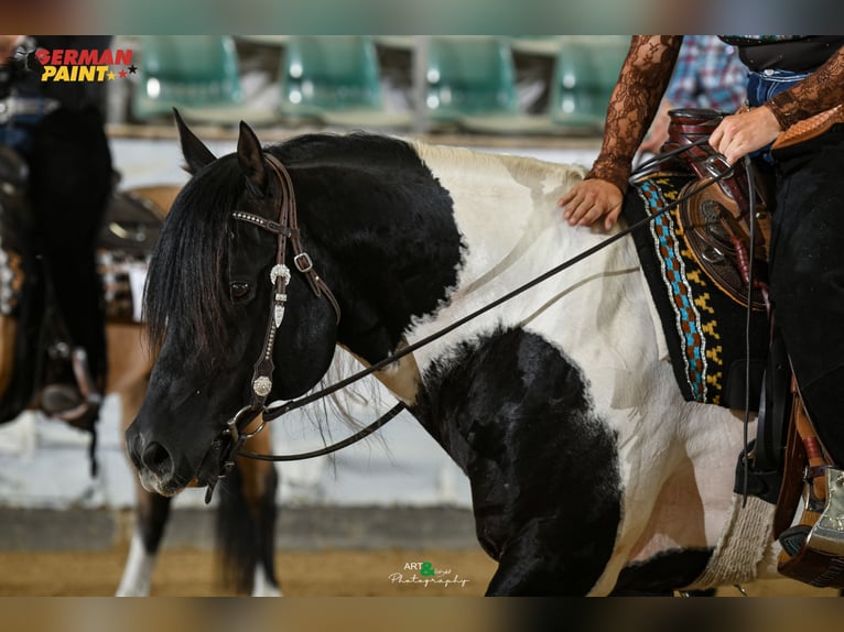 American Paint Horse Stallion Pinto in Heinrichsthal