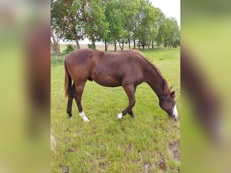 American Paint Horse Stallion Tovero-all-colors in Ganzlin