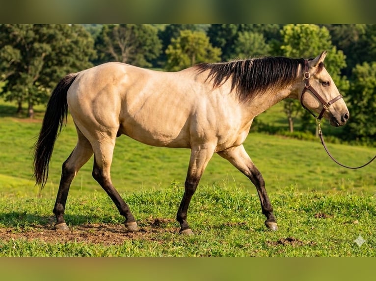American Paint Horse Stallion Tovero-all-colors in Ganzlin