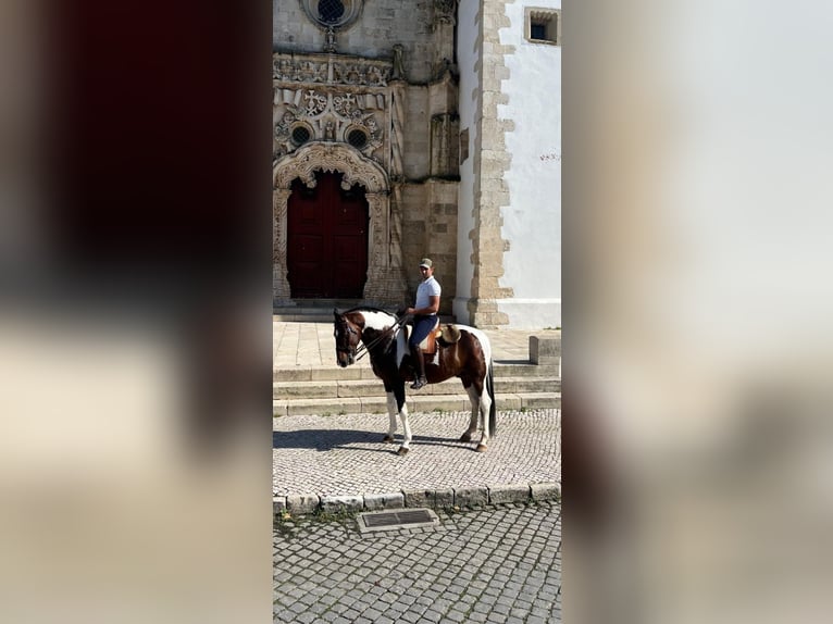 American Paint Horse Mix Stallone 11 Anni 160 cm Leopard in Braga