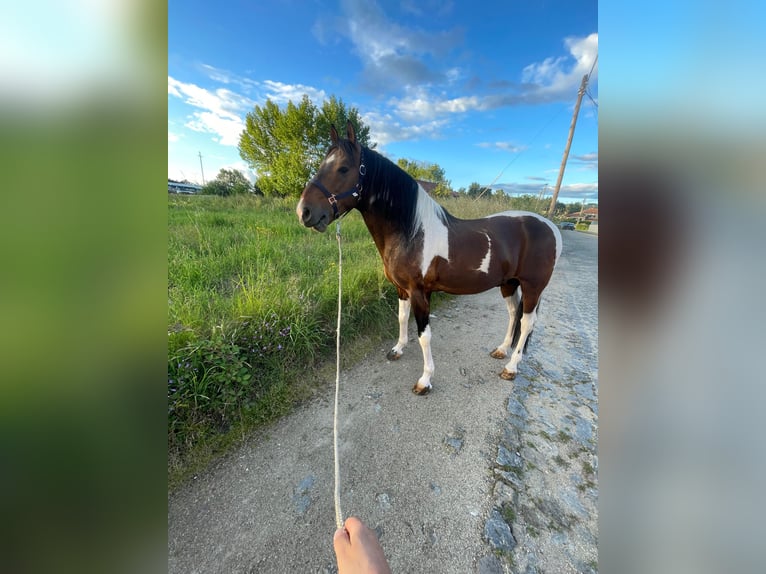 American Paint Horse Mix Stallone 11 Anni 160 cm Leopard in Braga