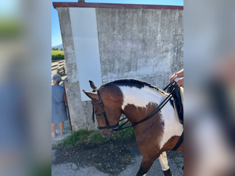 American Paint Horse Mix Stallone 11 Anni 160 cm Leopard in Braga