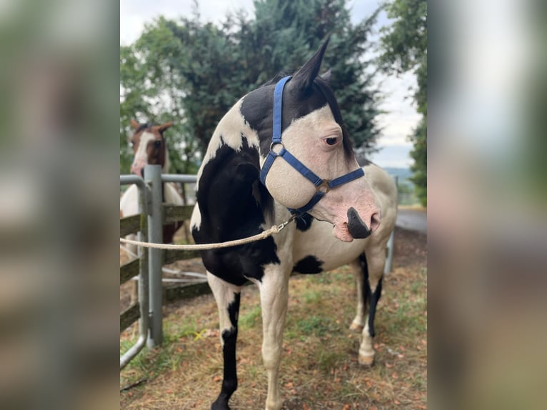 American Paint Horse Stallone 12 Anni 158 cm Overo-tutti i colori in Windeck