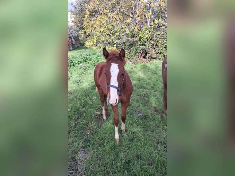 American Paint Horse Stallone 1 Anno 130 cm Sauro scuro in Castrovillari