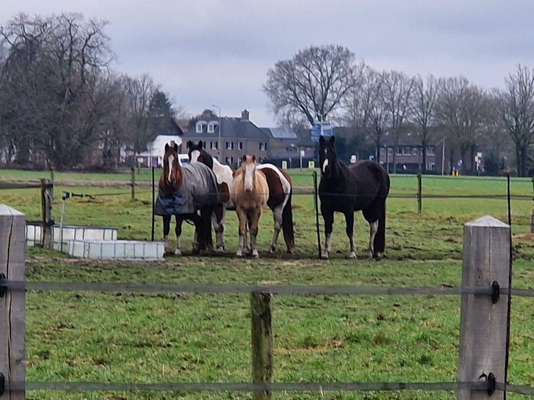 American Paint Horse Stallone 1 Anno 140 cm Champagne in Delden