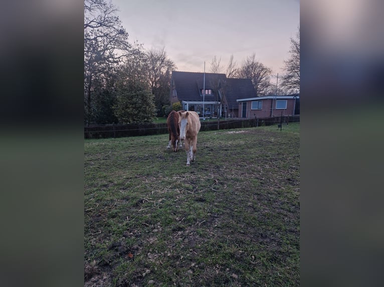 American Paint Horse Stallone 1 Anno 140 cm Champagne in Delden