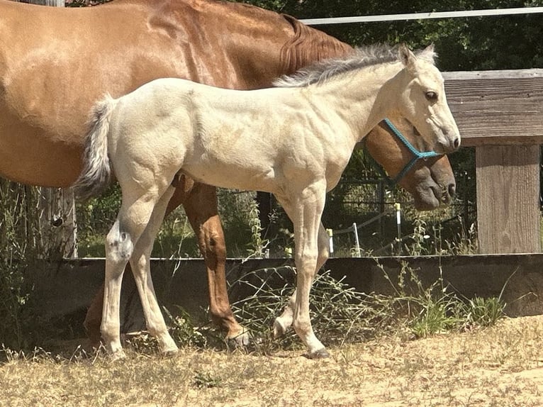 American Paint Horse Stallone 1 Anno 145 cm Pelle di daino in Liebenau