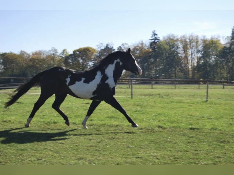American Paint Horse Stallone 1 Anno 145 cm Sauro ciliegia in Liptovský Mikuláš