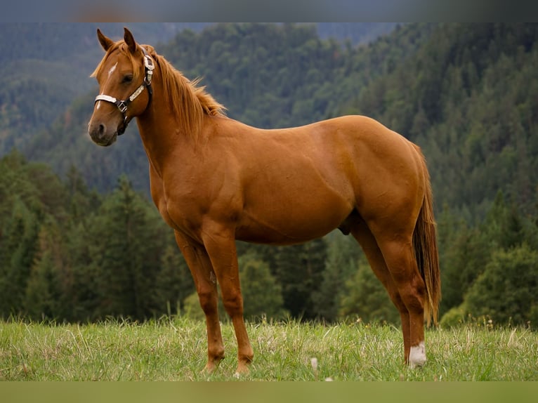 American Paint Horse Stallone 1 Anno 145 cm Sauro ciliegia in Liptovský Mikuláš