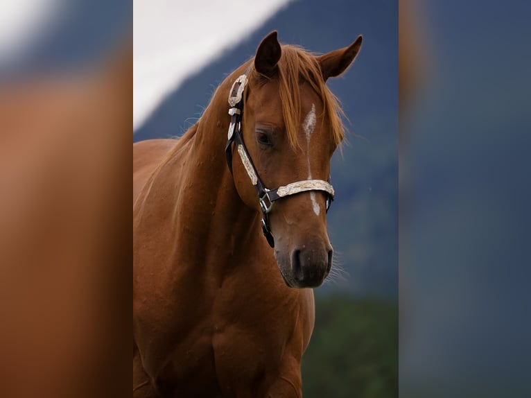 American Paint Horse Stallone 1 Anno 145 cm Sauro ciliegia in Liptovský Mikuláš