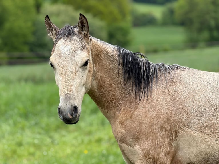 American Paint Horse Stallone 1 Anno 147 cm Pelle di daino in Liebenau